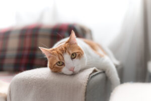 domestic cats interact in the living room