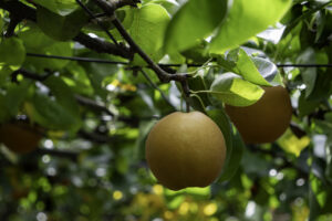 Pears are ready for harvest