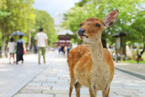 Deer and portraits in Nara Park