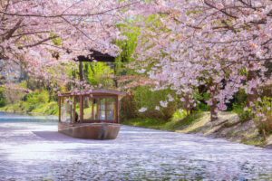 Fushimi Jikkokubune Boat Cruise is a sightseeing boat located in Fushimi Ward, as if a trip back to the Edo period in scenic full bloom cherry blossom in spring time