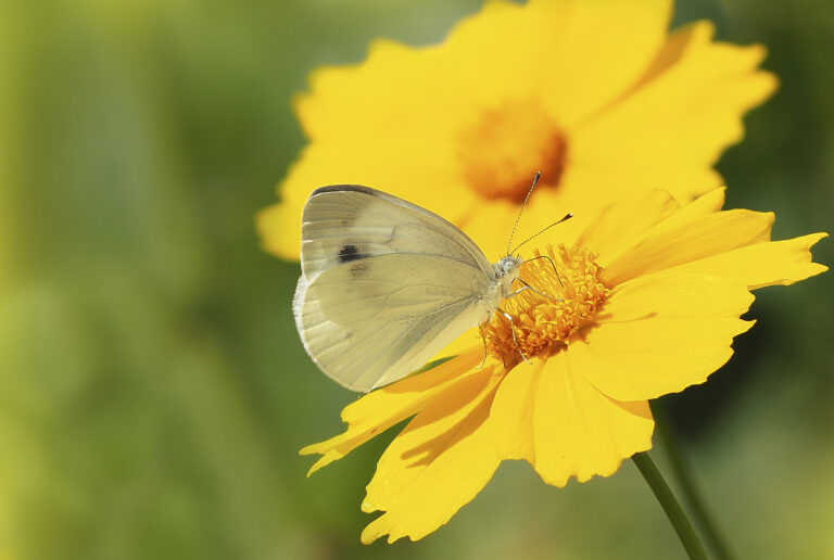 A white butterfly on a yellow flower close-up. Macro close-up photo of a sitting butterfly on a bright flower. Beautiful summer wallpapers on your desktop. A postcard with a butterfly.