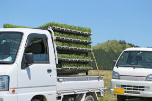 Rice Seedlings loaded on a light truck.
